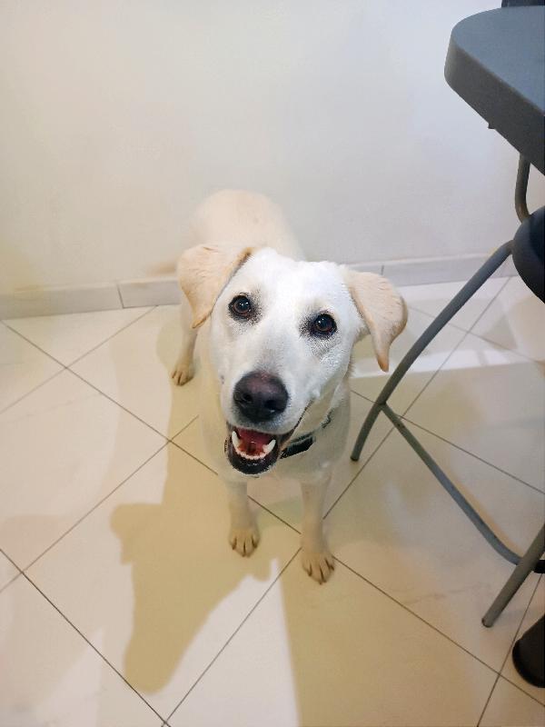 Simil Labradorina Di 1 Anno, Carattere Meraviglioso 