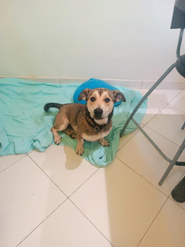 Lapo, 1 Anno, Taglia Piccola 