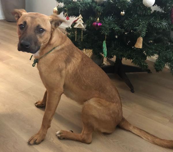 Ikarys, Dolcissimo Simil Rhodesian Ridgeback 