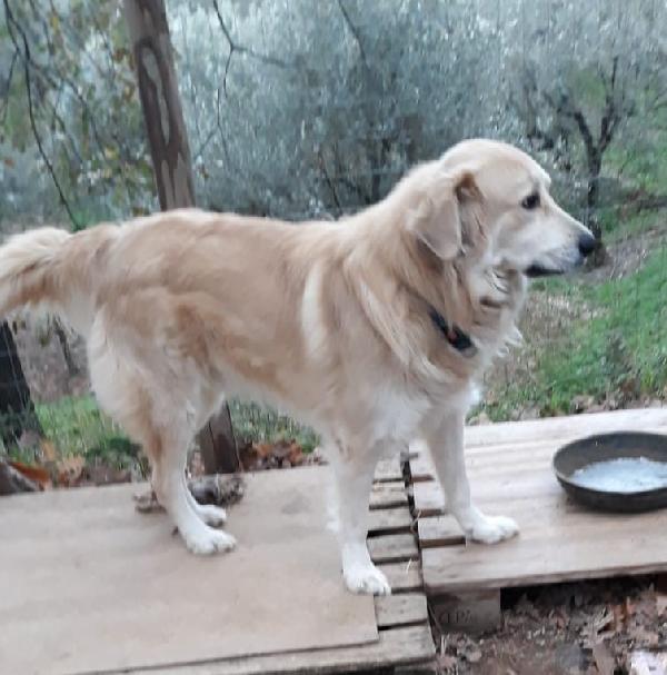 Jack, Meraviglioso Cagnolone Cerca Casa! 