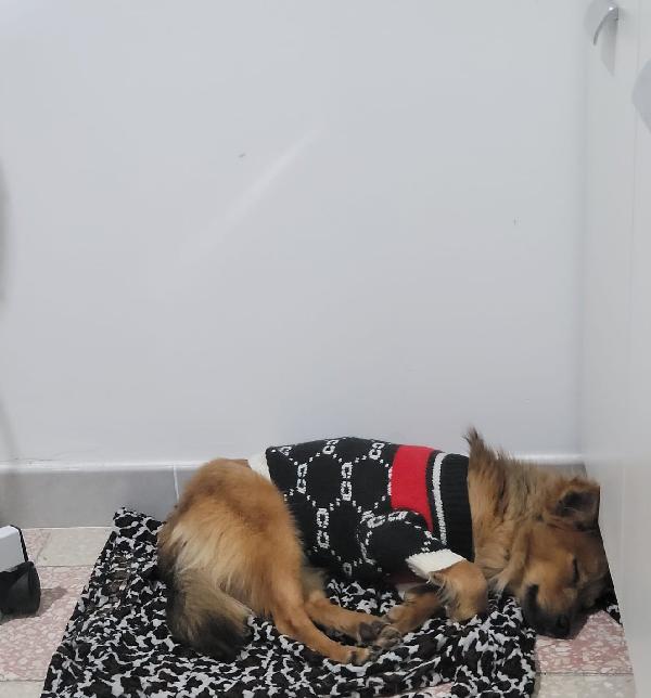 Cognac Volpino Abbandonato Perché Ha Leishmania 