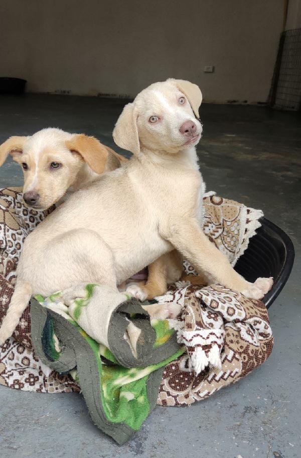 Claudio cucciolo di 3 mesi simil labrador Foto 2