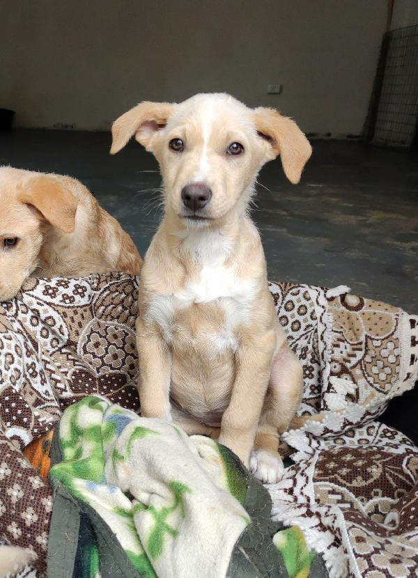 Cucciola simil labrador in cerca di adozione  Foto 2