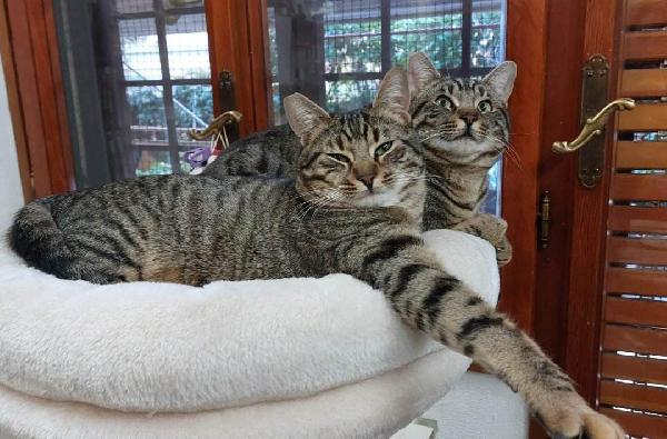 Merlino E Semola, Due Cuccioli Coccoloni