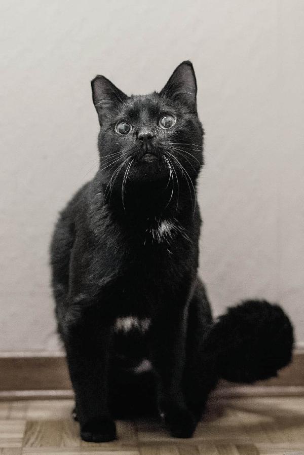 Mirtillo, Un Concentrato Di Tenerezza