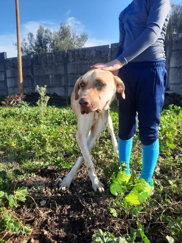 Zucca dolcissimo cagnolino Foto 2