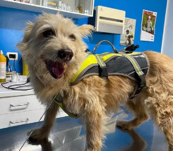 Lillina, Dolcissima Nonnina Taglia Piccola