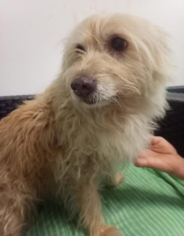 Adozione Del Cuore Per La Dolce Lillina