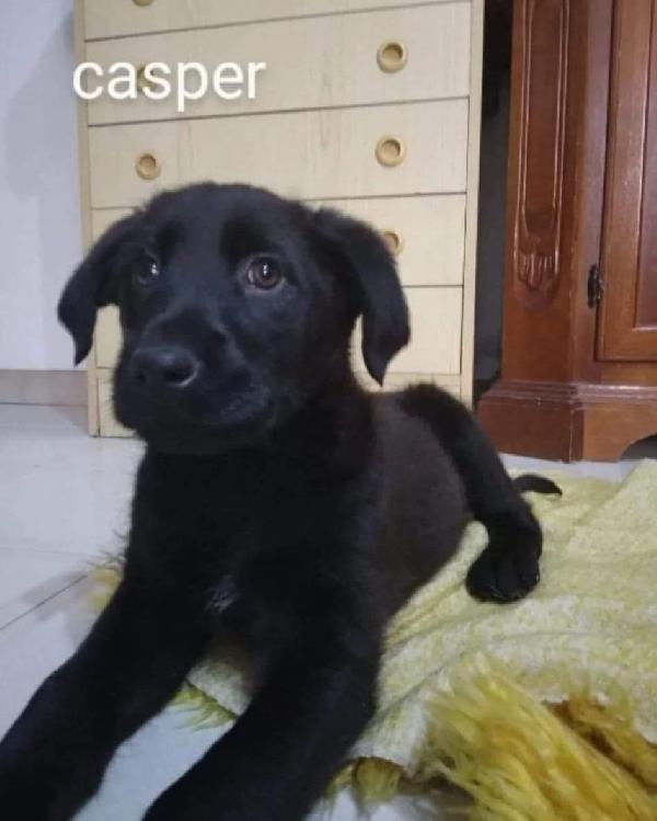 Casper Cerca Casa