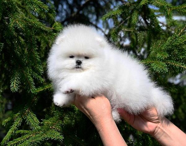 Disponibili cuccioli di pomerania maschio e femmina - media 3