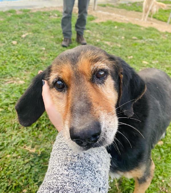 Leona, 14 Anni In Canile