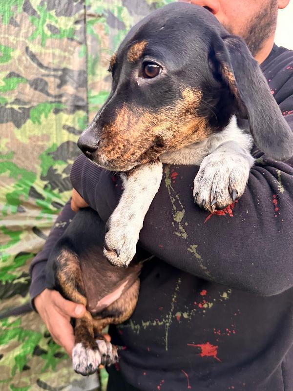 Segugio Cucciola Femmina 5 Mesi