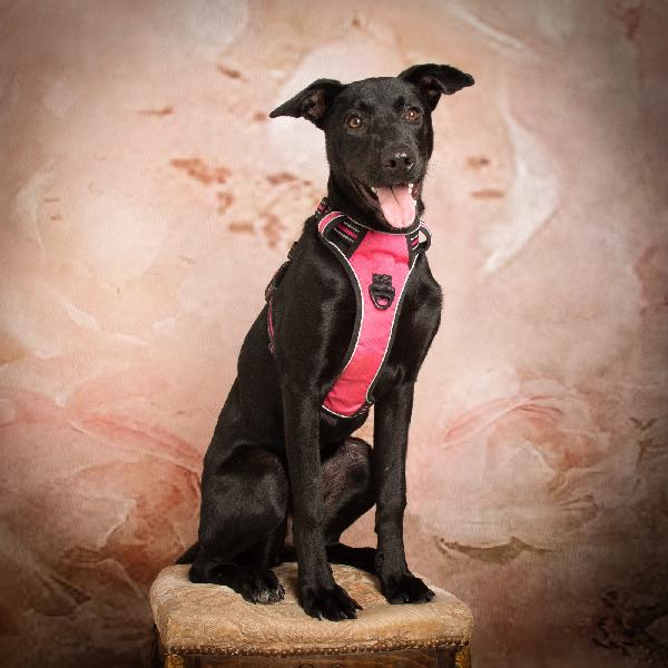 Bea, Adozione Urgente 