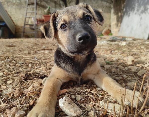 Tupi, Cucciolo Taglia Medio Piccola