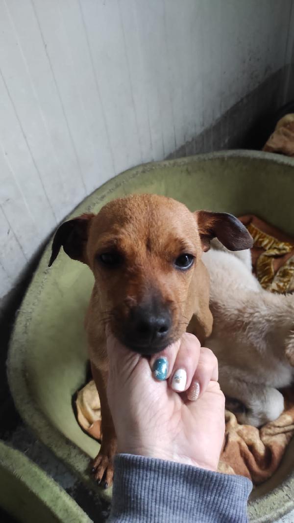 Miele Cane Taglia Piccola Cerca Casa 