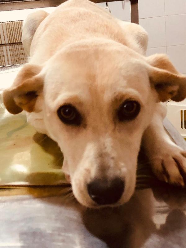 Party - Cucciola Di 10 Mesi - Taglia Medio-Piccola (10-12Kg)