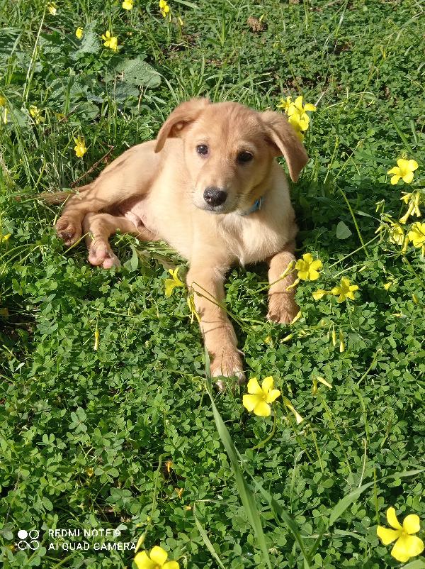 Scott Cucciolo Dolcissimo 