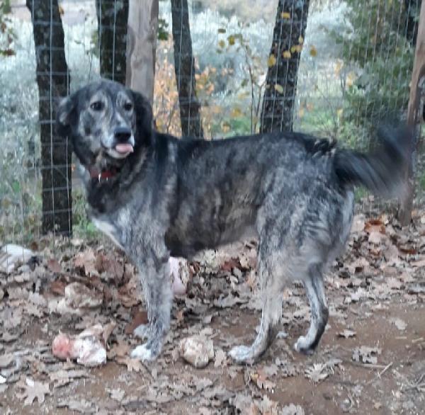 Una Casa Per Laika, Meravigliosa Cagnolona