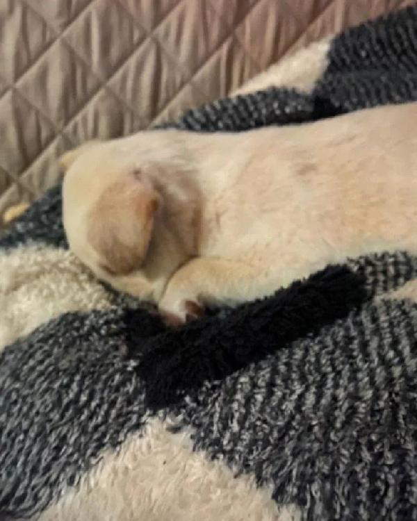 Cucciola Bimba Cerca Casa 