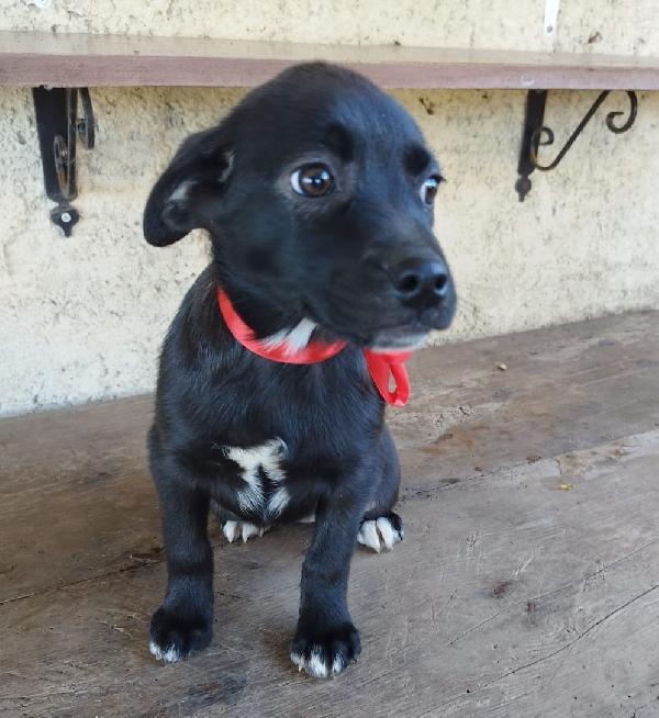 Minnie, Cucciolina Di 3 Mesi 