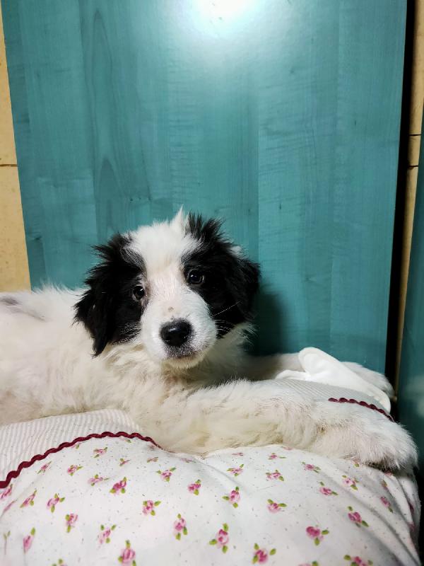 Selene, Dolcissima Cucciola