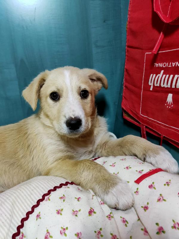 Dora, Dolcissima Cucciola