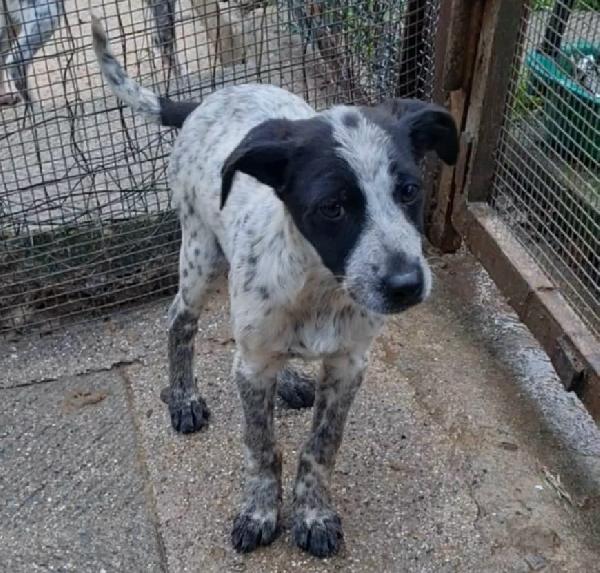 Nanà, Dolce Cucciolina Di 3 Mesi