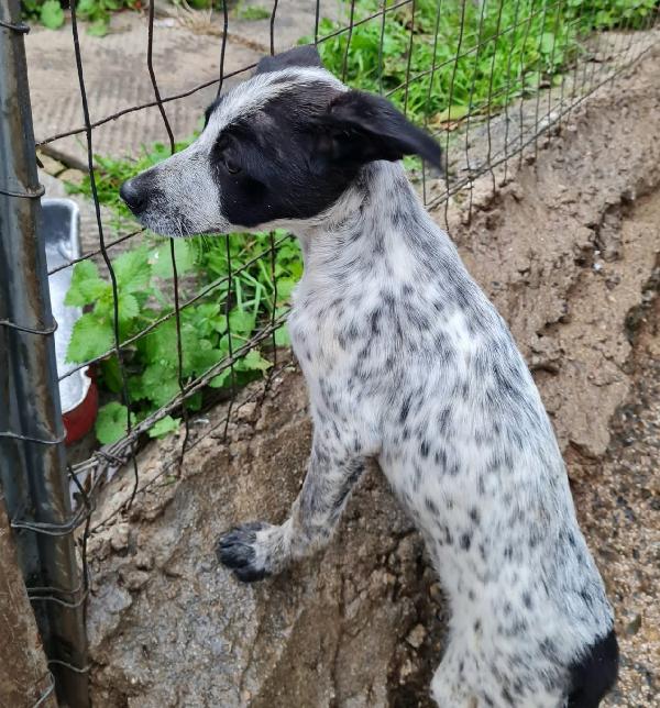 Nanà, Dolce Cucciolina Cerca Casa! 