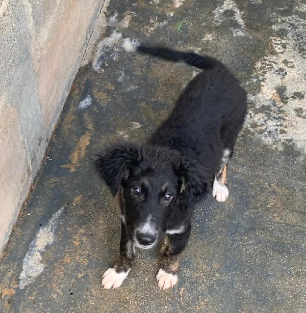 Cesare, Dolcissimo Cucciolo