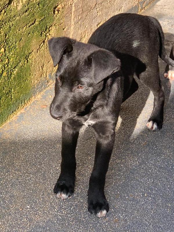 Camill, Dolcissimo Cucciolo