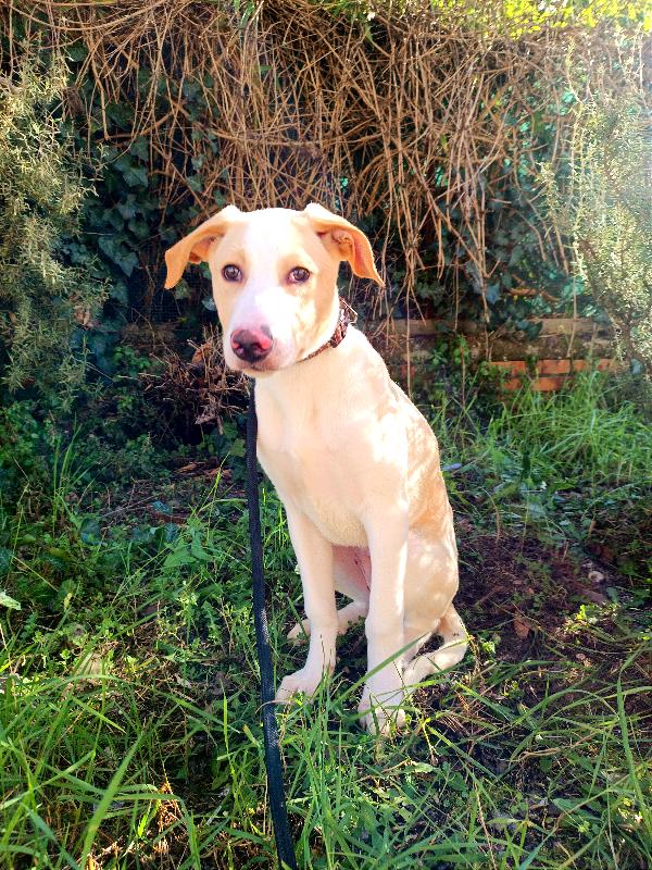 Mango, 4 Mesi, Cucciolo Invisibile 