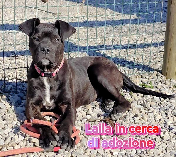 Laila Cane Corso In Adozione