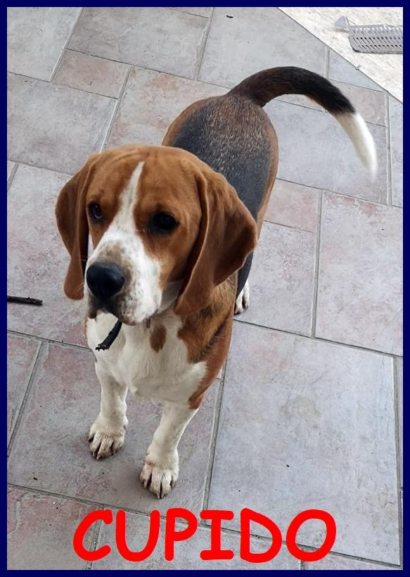 Cupido, Cucciolone Beagle Puro 10 Mesi Cerca Una Nuova Famiglia Che Lo Ami!