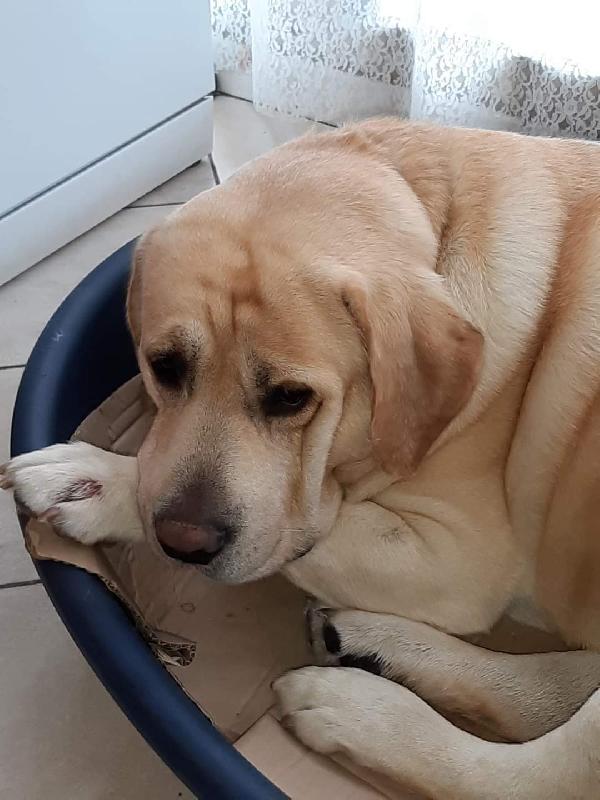 Ciccio, Labrador Di 8 Anni 