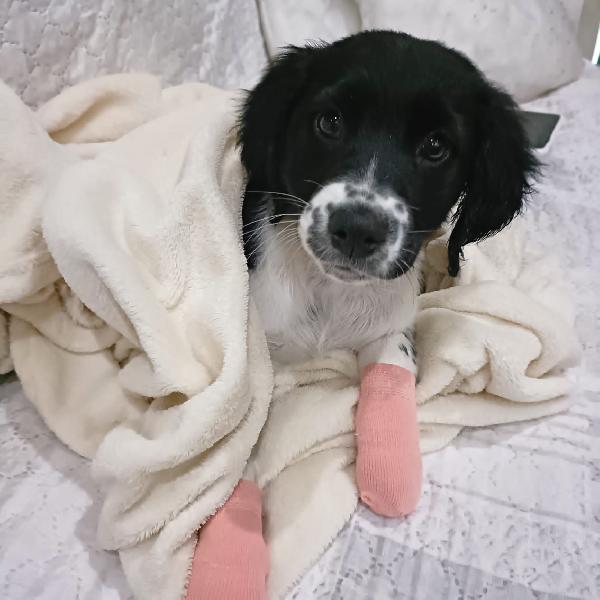 Cucciola Aria Cerca Casa 