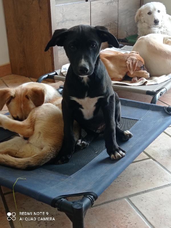 Lupo 3 Mesi🙏🙏🏡🏡