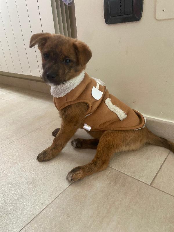 Cucciolo Max Taglia Media Cerca Casa 