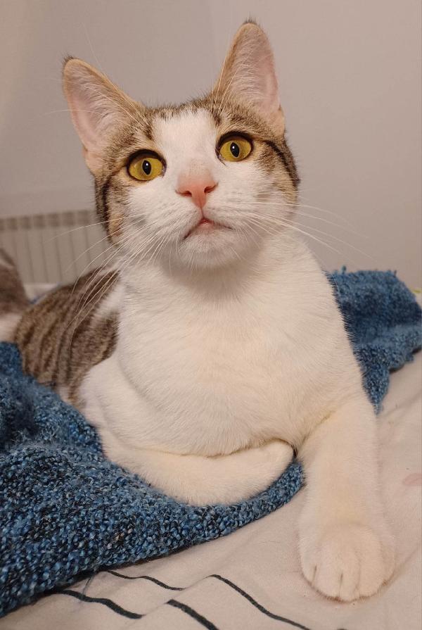 Crystal, Un Amore Di Gattina Cerca Casa