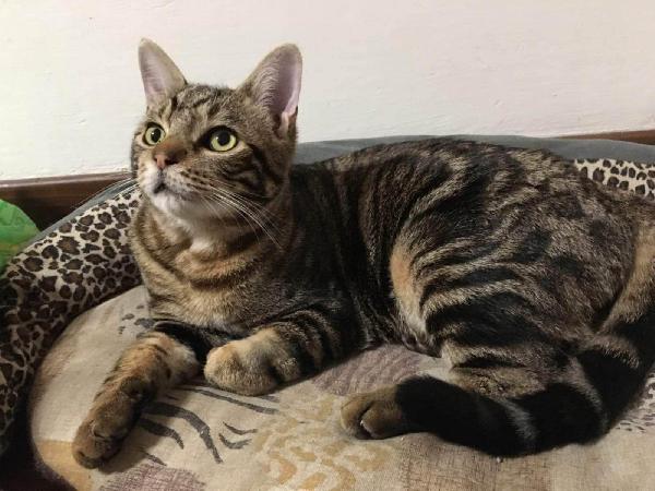 Mamba, Gattino In Cerca Di Casa