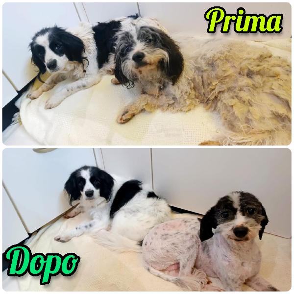 Adozione Del Cuore ❤️ Due Nonnine Cercano Casa 