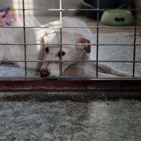 Hope Spera In Un Miracolo 