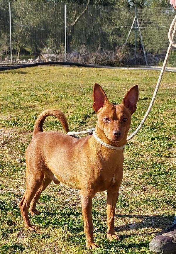 Biondo: Pinscher 2 Anni