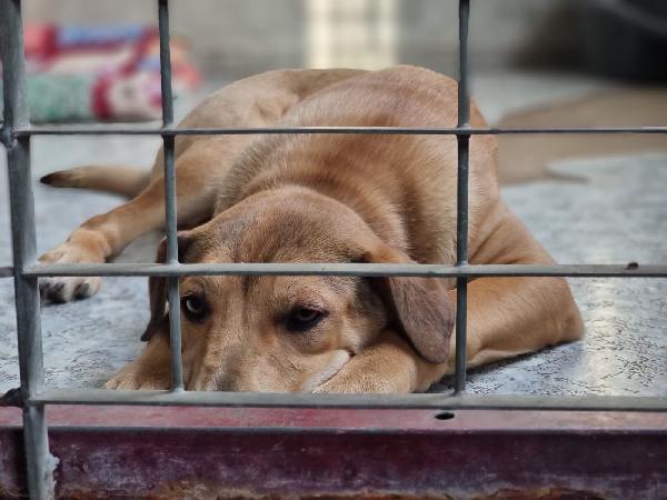 Cucciola Send Spera In Una Famiglia 