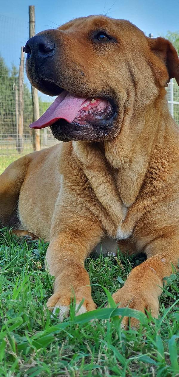 Clara, simil Sharpei! Foto 5