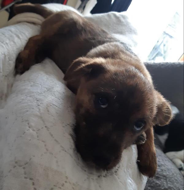 Cucciolo Max Cerca Casa 