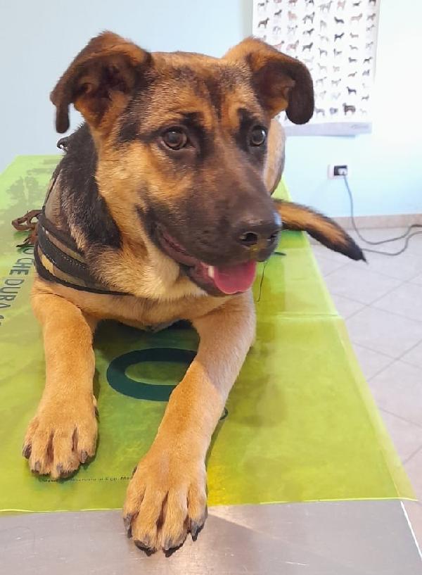 Una Casa Per Yuma, Dolce Mix Pastore Tedesco