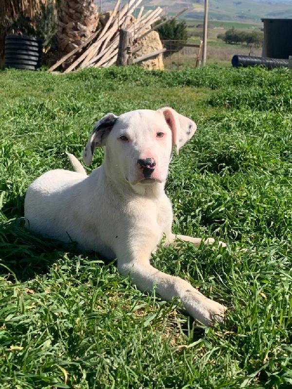 Rio Dolcissimo Cucciolo 