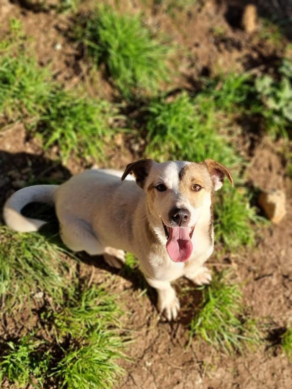 Diablo Jackrussel Cerca Casa 