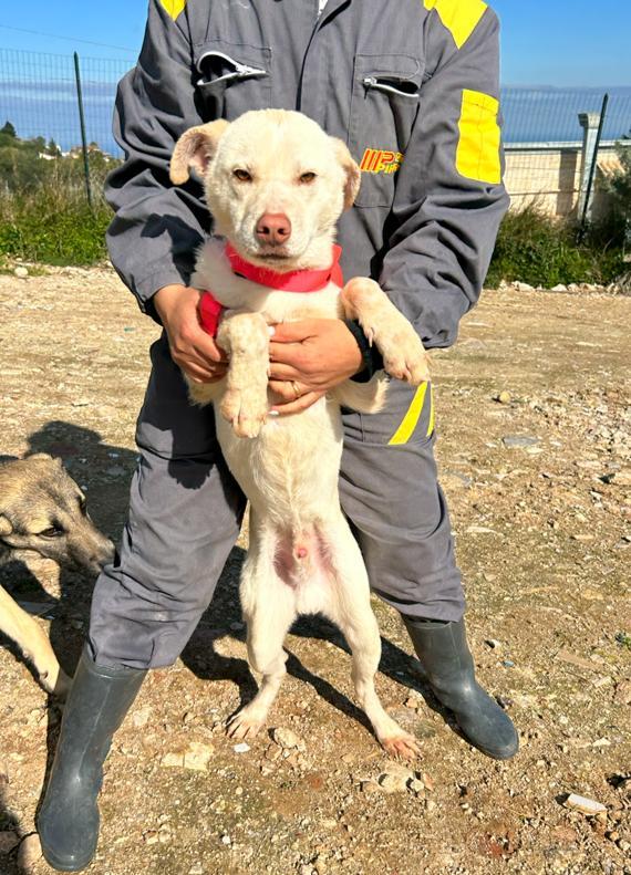 Florio cucciolo in adozione  Foto 3