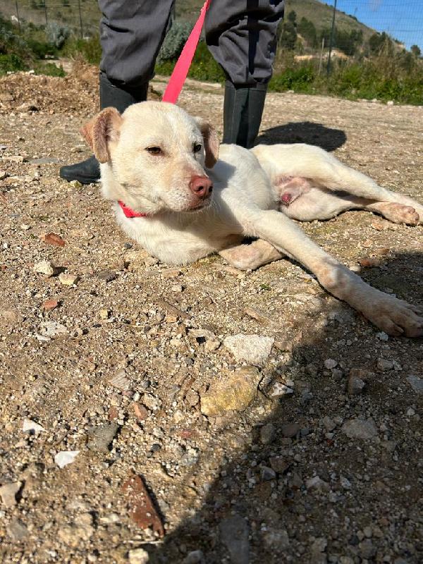 Florio cucciolo in adozione  Foto 4